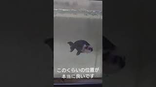 【白黒江戸錦】心配性？【パンダらんちゅう】 #goldfish #ranchu #白黒らんちゅう #江戸錦 #金魚水槽 #金魚