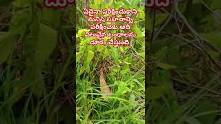 సహనం #shorts #trending #viral #nature