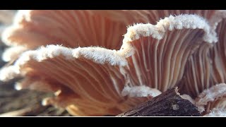 Splitgill mushroom  Schizophyllum commune  Greece  by Theo Fotiadis