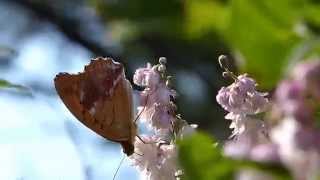 Eastern Silverstripe Butterfly on Double-flowered Deutzia ウラギンスジヒョウモン♂がヤエウツギを訪花吸蜜