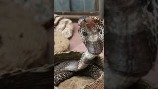 நல்ல பாம்பு படம் எடுப்பது எப்படி/why cobra's snake get hood/#shorts/#readtoknow