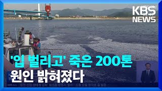 정어리 200톤 집단 폐사…각종 의혹 속 \