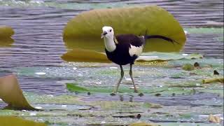 Bird Call - Pheasant-Tailed Jacana