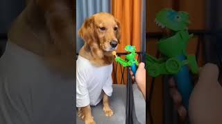 Funny dog compilation 🤯😂😂 | Try Not to laugh 😂#shorts