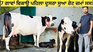 7 ਗਾਵਾਂ ਵਿਕਾਊ ਪਹਿਲਾ ਦੂਸਰਾ ਸੂਆ ਮਿਲਕ 20kg ਤੋਂ 30kg ਤੱਕ ਰੇਟ 60,000 ਤੋਂ 1 ਲੱਖ ਤੱਕ!!