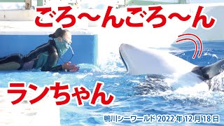 ごろ〜んごろ〜ん　のんびりランちゃん【2022年12月16日】Orcas at Kamogawa Sea World in Japan