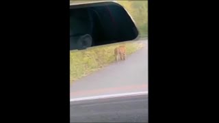 野生のアムールトラ、道路に出現　吉林省琿春市