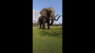 Elephants in the park# Elephants🐘# Effects