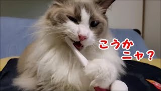 歯磨き”イ～”を覚えた猫 ラグドールのコハク君　Ragdoll Cat Kohaku / Let’s brush your teeth.