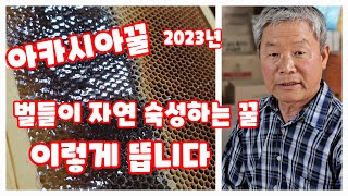 아카시아 숙성 꿀 뜨는 과정 꿀 채밀 벌들이 자연숙성하는 농장 꿀항아리농장 방문기 2023년