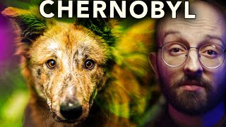 os CÃES de CHERNOBYL