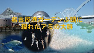 【名古屋港水族館】水族館の前に現れたアミの大群