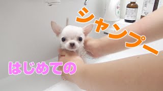 【チワワの子犬】ちび太、はじめてのシャンプーに挑戦！！