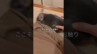 今日のチンチラ部屋んぽ　急ブレーキとてやんでいを披露するチンチラ＃chinchilla ＃チンチラ＃shorts