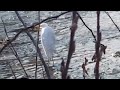 분당 오리역 탄천 왜가리 tancheon herons at bundang ori station.