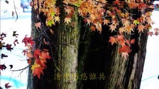 2015 福壽山楓 Maple H。 清夜悠悠-鄧麗君