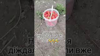 #полуниця #україна #ціна #гривна #youtubeshorts #ukraine #shorts #spring #strawberry #смачно #дімсад