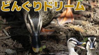 ドングリを食べに出かけるカルガモ - ちいたんのどんぐりドリーム - ママちいトーク