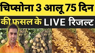 चिप्सोना 3 आलू 75 दिन की फसल की LIVE पैदावार देखें।। chipsona potato yield in just 75 days