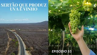 FAMÍLIA OLIVEIRA PELO MUNDO | Episódio 55 - Sertão que produz Uva e Vinho