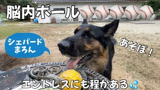 【ジャーマンシェパード】まろんの頭のなかはボール⚾️ボール⚾️ボール⚾️一日中遊んでも飽きない。うーん🧐ボールしか勝たん！