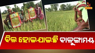 Poor Quality Paddy Seeds Spoil Farmers' Dream In Subarnapur | NandighoshaTV