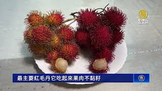 台灣罕見水果「紅毛丹」 竹崎老農成功種植