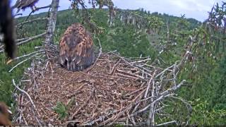 7h59m53s juras erglis female at the nest