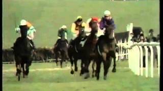 Night Nurse- The 1976 Champion Hurdle (Cheltenham)