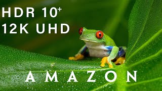 Enjoy the wet world at Amazon 12K UHD real and Dolby Vision. Relaxing music.