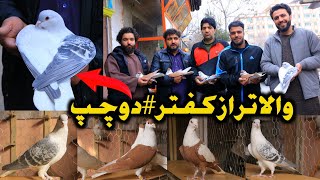 ده کفتر نایاب بیشتر از صد|والاتر از دوچپ در اوصاف بار اول  می بینید|One of Top Pigeons in the world