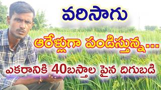 వరి సాగు పూర్తి యాజమాన్యం @yuvaraithu6244  #paddy #rice #agriculture #farming