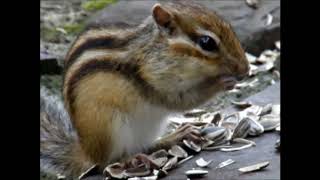 グレープおばさんと摩周第一展望台のシマリス　（Hokkaido Chipmunk）