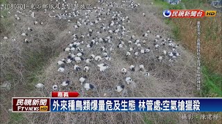 非洲外來種鳥類爆量危及生態 林管處獵殺－民視新聞