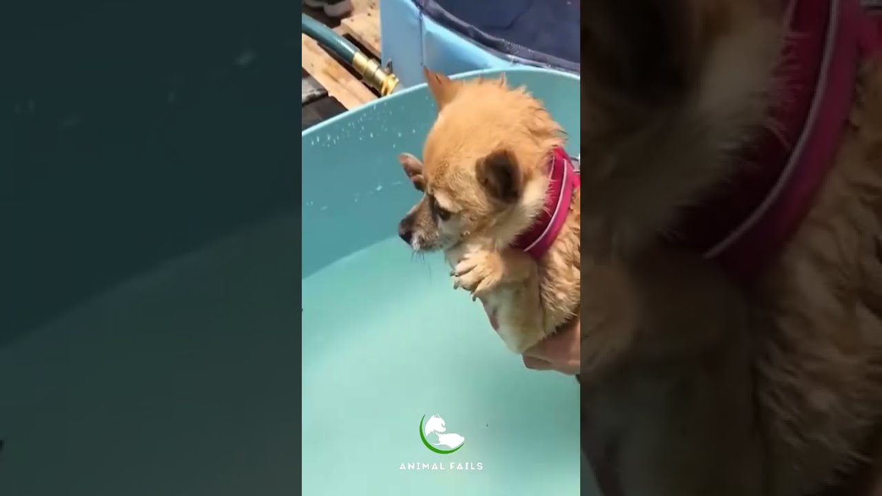 Funny Animal Videos Compilation Funny Animal Fails Shorts Youtube