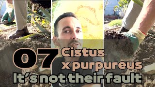 Cistus x purpureus: planting it the right way