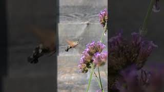 The Hummingbird Hawk Moth (HD Video)