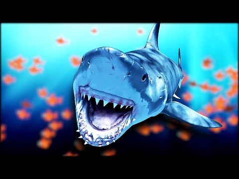 7 Ways To Avoid A Shark Encounter 7 Ways To Avoid A Shark Encounter
