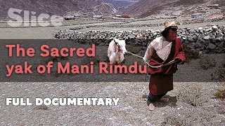 The sacred yak of Mani Rimdu l SLICE I Full documentary
