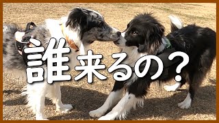 【感動】久しぶりのドッグランで再会しました♪【ボーダーコリー】