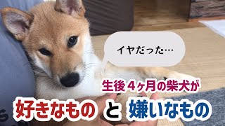 生後４ヶ月の柴犬の子犬が好きなもの＆嫌いなもの