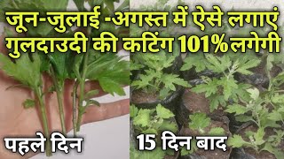 गुलदाउदी की कटिंग कैसे लगाएं||How To Grow Chrysanthemum From Cutting||Guldaudi Ka Padha Kaise Ugayen