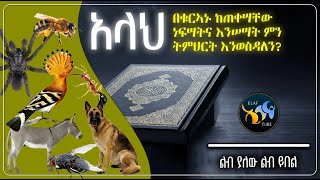 አላህ  በቁርኣኑ ከጠቀሣቸው ነፍሳትና እንሰሣት ምን ምን ትምህርት እንወስዳለን || @ElafTube