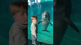 Dolphin Performs Trick For Human Best Friend