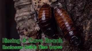 Madagascar Hissing \u0026 Giant Cave Roach Enclosure Builds Time Lapse