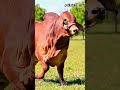 Biggest Cow in the world😱🥵 #shorts #biggestcow #biggestcowintheworld #viralvideo #youtubeshorts #yt