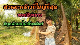 น้ำผึ้ง ม้งโซ่ง Ep.5 | สวนมะพร้าวที่ใหญ่ที่สุดในเชียงรายปลูกผักผลไม้เลี้ยงสัตว์