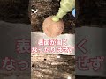 【危険物？】成長中のシイタケに「リンゴ酢」を塗ってみた🍄 shorts