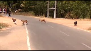 തെരുവുനായ ശല്യം രൂക്ഷം; പ്രതിഷേധവുമായി നാട്ടുകാർ| Kollam | Anchal | Stray dog