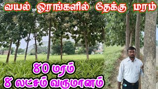 80 மரம் 💸 8 லட்சம் வருமானம் 🌳 வயல் ஓரங்களில் பல மரம் சாகுபடி / many trees planting border of land